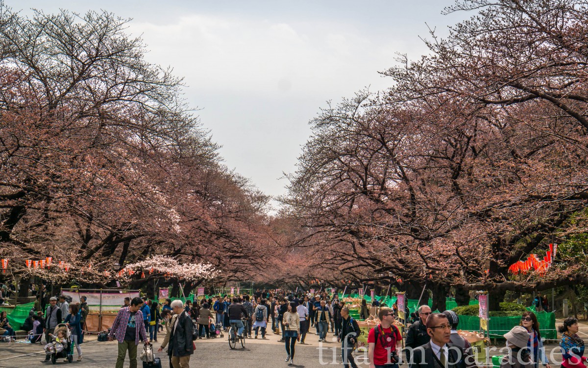 Kirschbäume im Ueno-Park, Tokyo