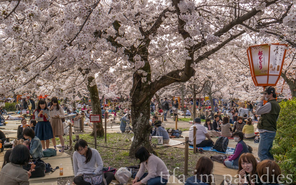Hanami (das Kirschblütenfest) im Maruyama Park, Kyoto