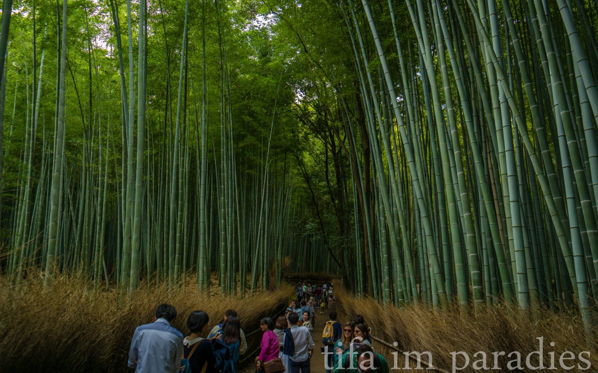Bambuswald in Arashiyama, Kyoto